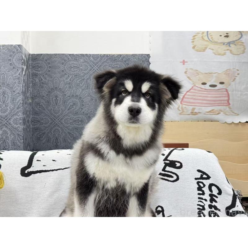 販売中の茨城県のアラスカンマラミュート-437517の2枚目