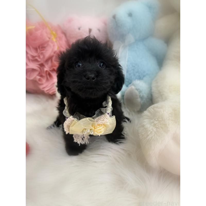 販売中の香川県のダップー:ミニチュアダックスフンド×トイプードル-433655の11枚目