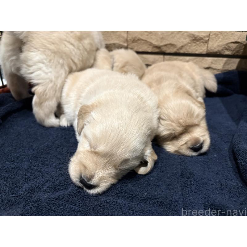 販売中の岡山県のゴールデンレトリーバー-437541の8枚目