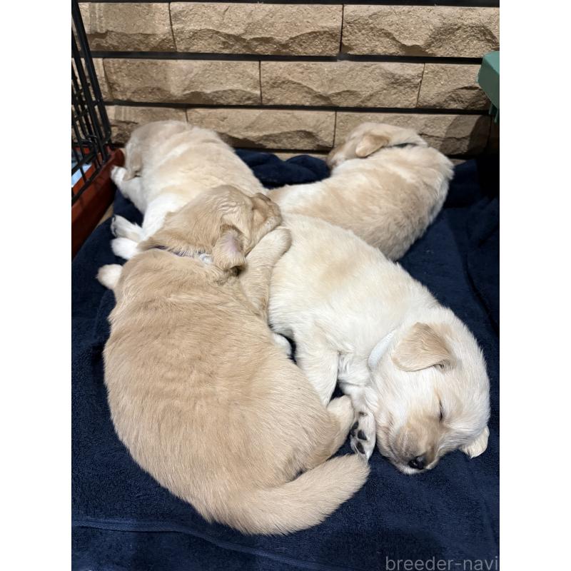 販売中の岡山県のゴールデンレトリーバー-437541の7枚目