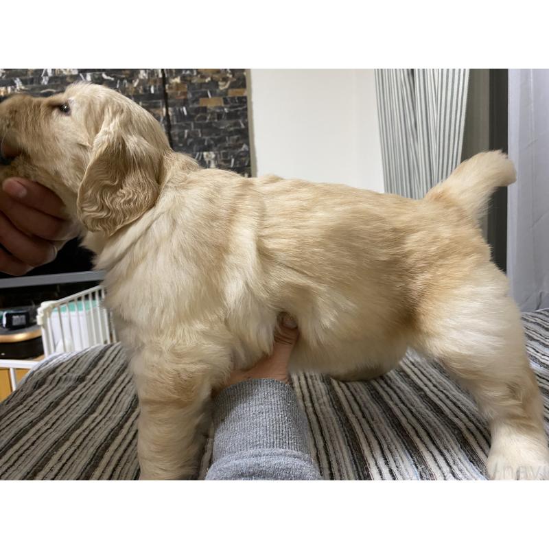 販売中の岡山県のゴールデンレトリーバー-437518の2枚目