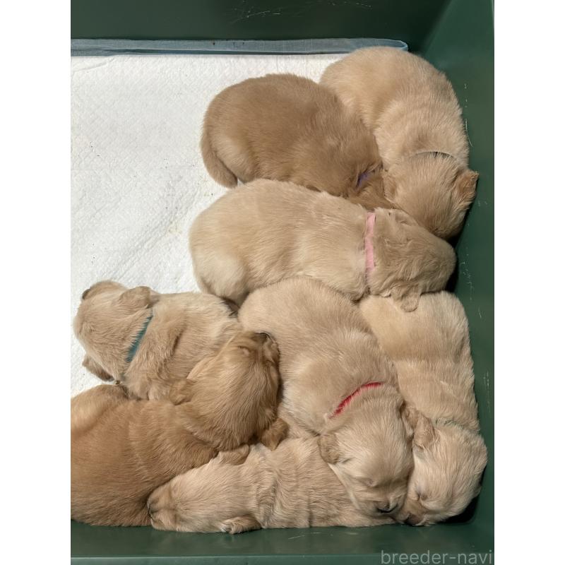 販売中の岡山県のゴールデンレトリーバー-437541の5枚目