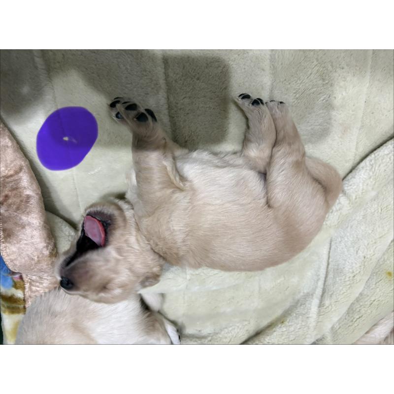 販売中の岡山県のゴールデンレトリーバー-437541の3枚目