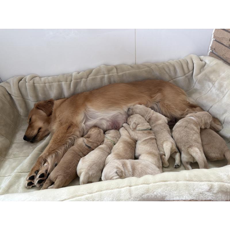 販売中の岡山県のゴールデンレトリーバー-437541の2枚目