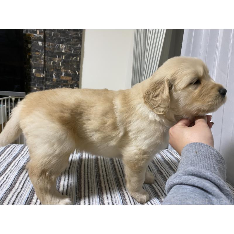 販売中の岡山県のゴールデンレトリーバー-437519の2枚目