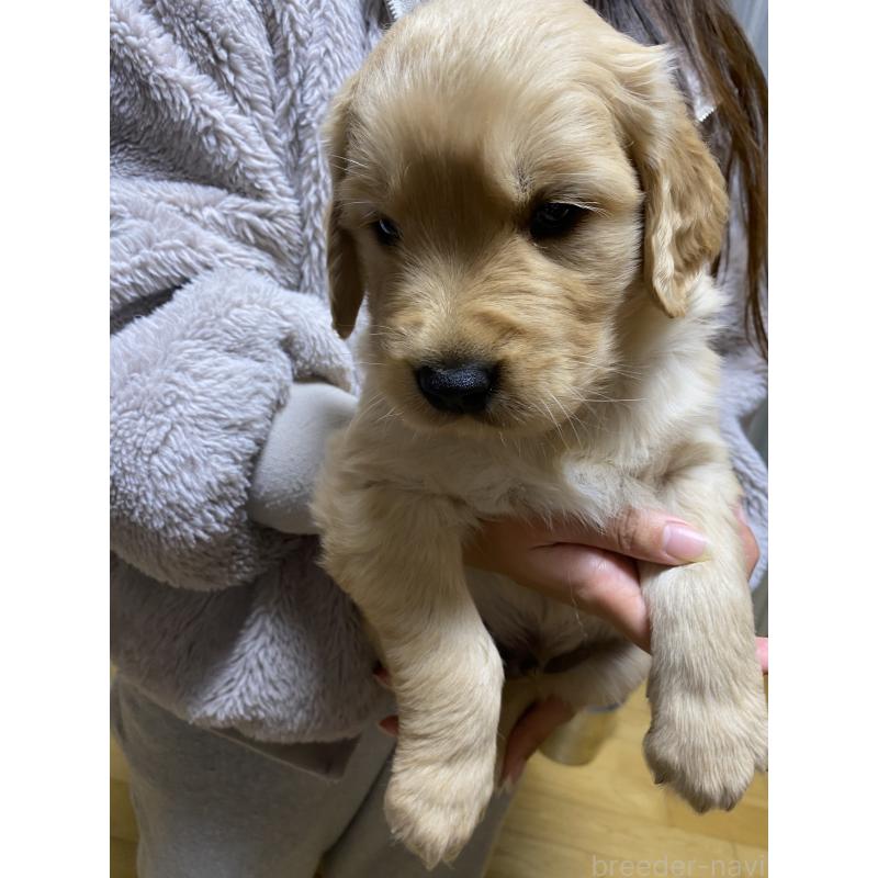 販売中の岡山県のゴールデンレトリーバー-437521