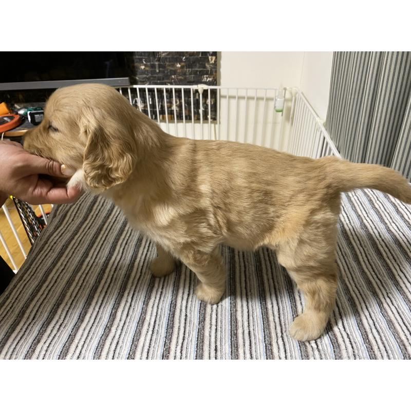 販売中の岡山県のゴールデンレトリーバー-437521の2枚目