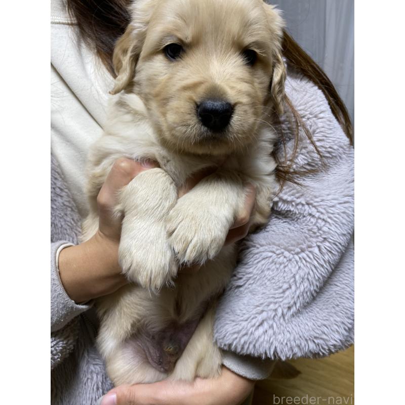 販売中の岡山県のゴールデンレトリーバー-437522