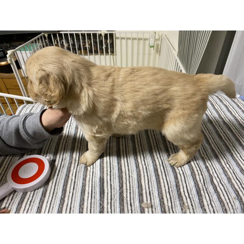 販売中の岡山県のゴールデンレトリーバー-437522の2枚目