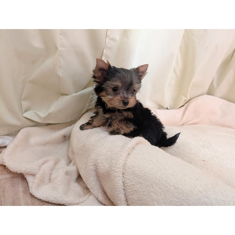 販売中の宮崎県のヨークシャーテリア-437523の7枚目