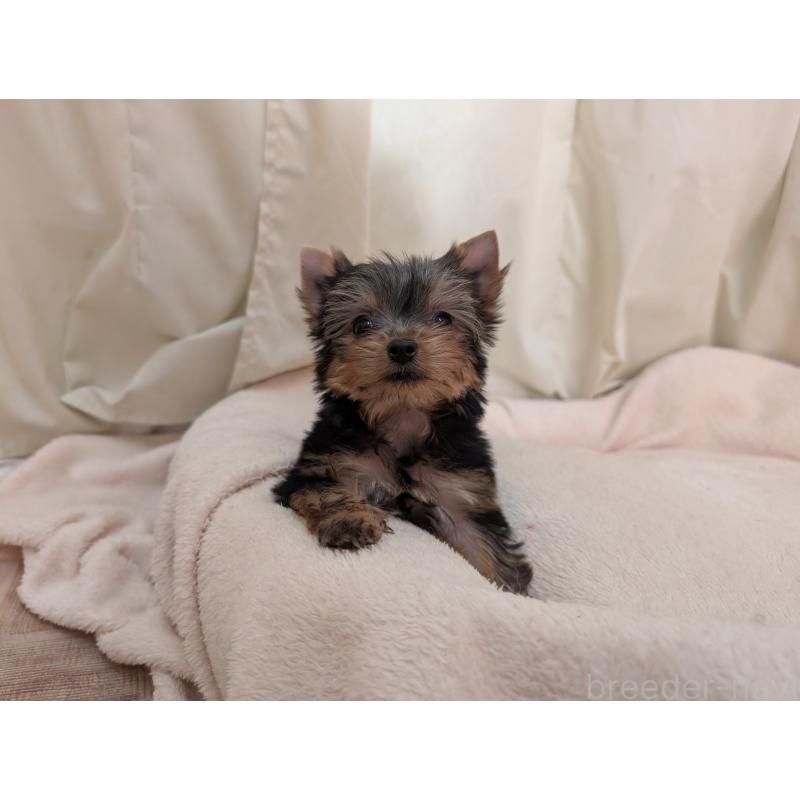 販売中の宮崎県のヨークシャーテリア-437523の6枚目