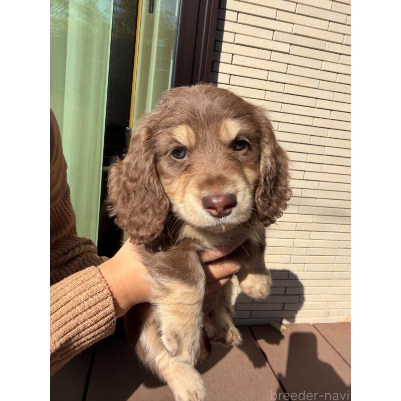 販売中の愛媛県のミニチュアダックスフンド(ロングヘアード)-435071の8枚目