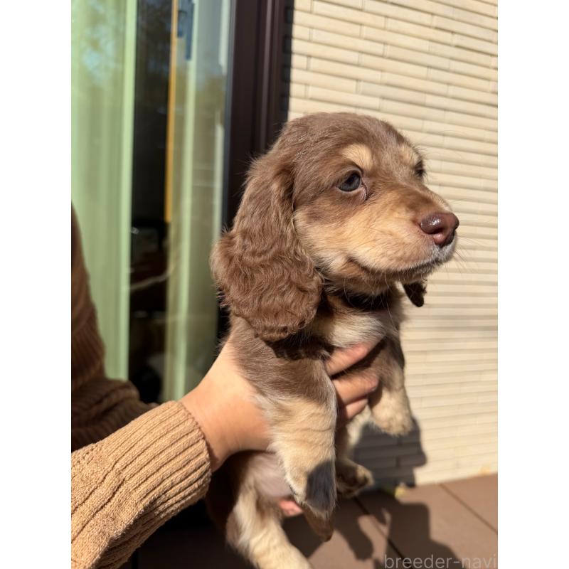 販売中の愛媛県のミニチュアダックスフンド(ロングヘアード)-435071の7枚目