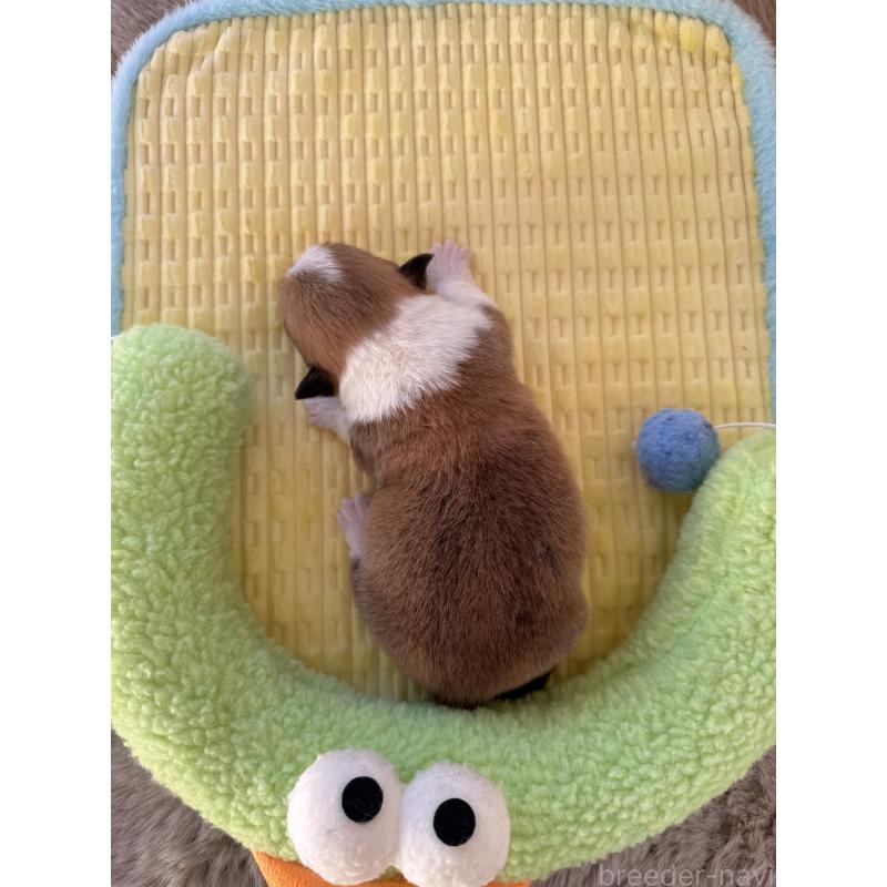 販売中の千葉県のウェルシュコーギーペンブローク-437528の5枚目