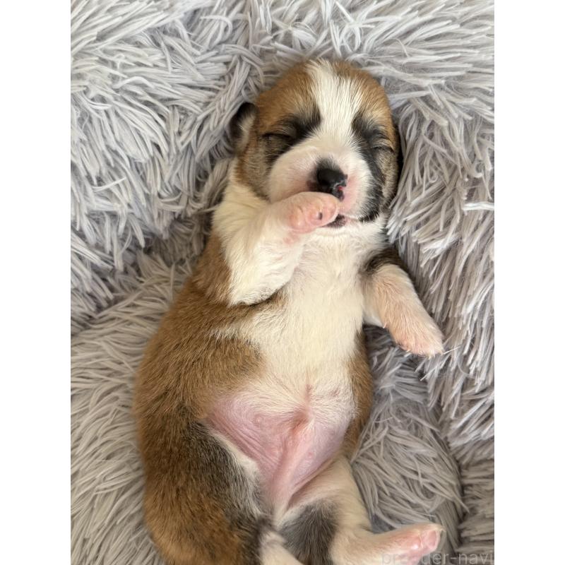 販売中の千葉県のウェルシュコーギーペンブローク-437528の4枚目