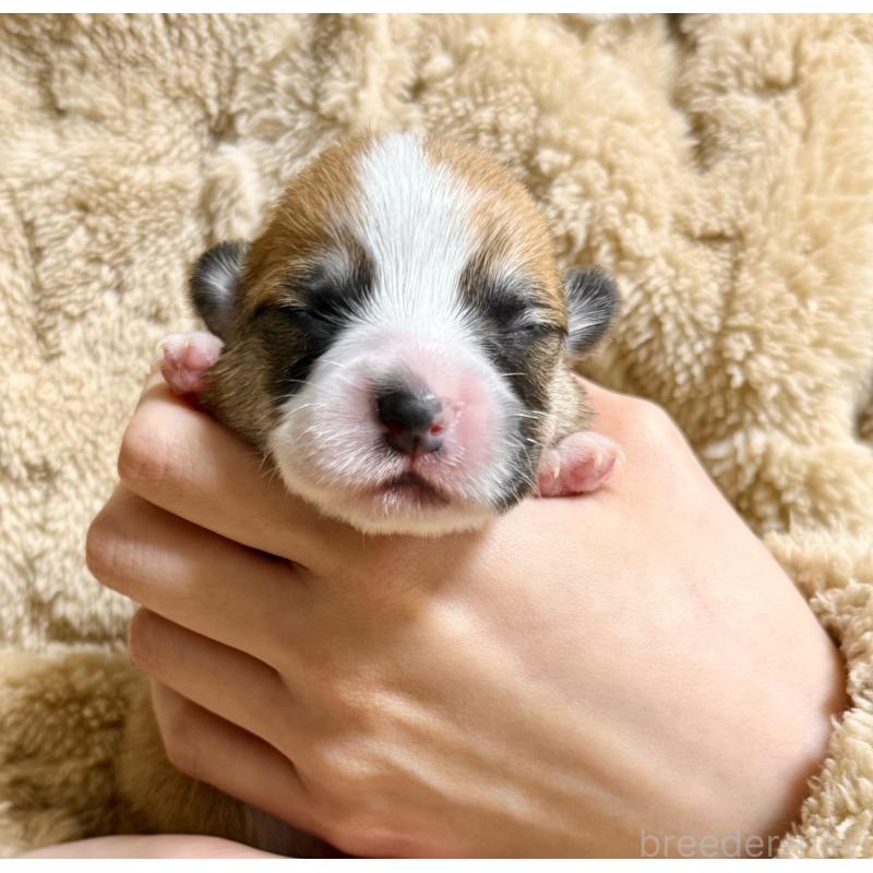 販売中の千葉県のウェルシュコーギーペンブローク-437528の3枚目