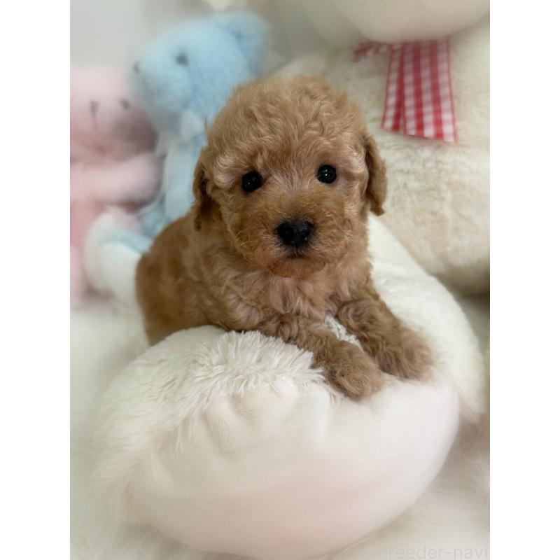 販売中の香川県のトイプードル-437524の3枚目