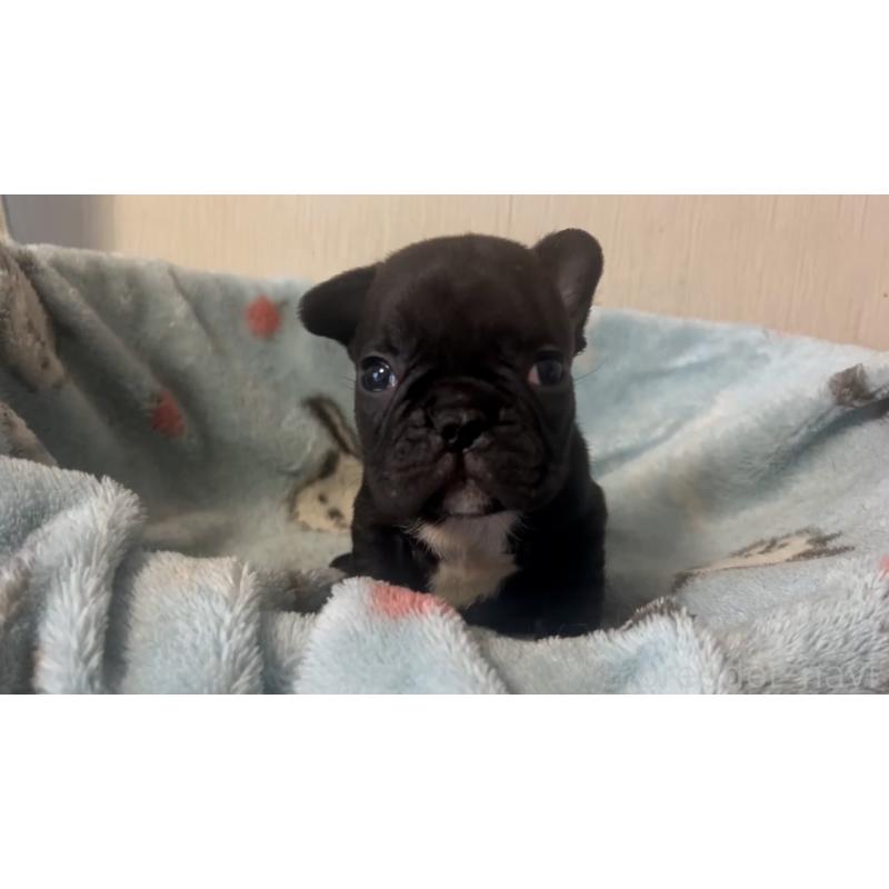 販売中の岡山県のフレンチブルドッグ-431018の17枚目