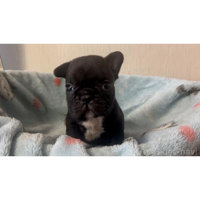 販売中の岡山県のフレンチブルドッグ-431018の16枚目
