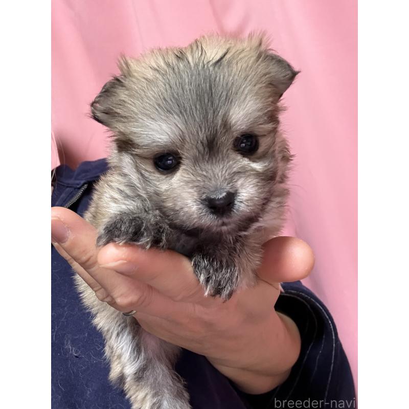 販売中の茨城県のポメマル:ポメラニアン×マルチーズ-437525の5枚目