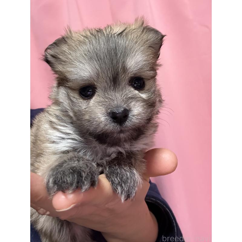 販売中の茨城県のポメマル:ポメラニアン×マルチーズ-437525の4枚目