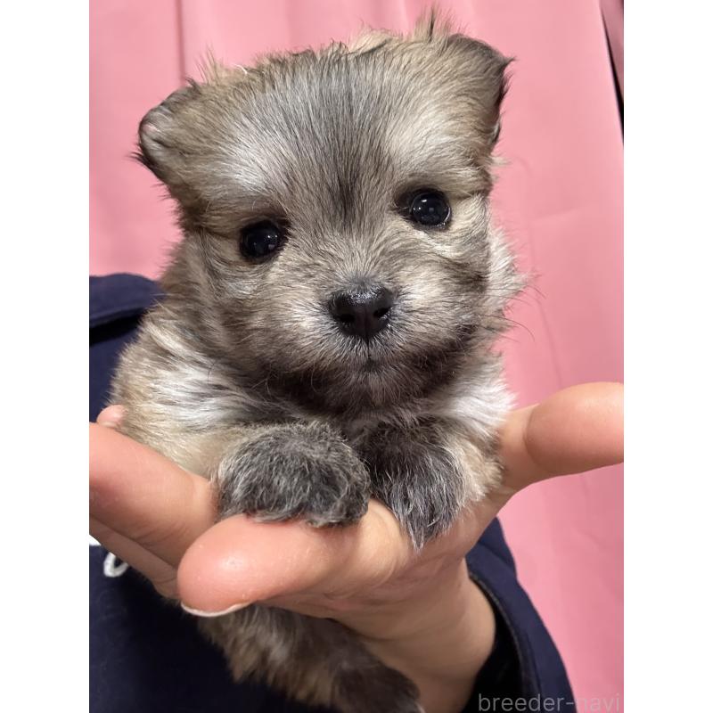 販売中の茨城県のポメマル:ポメラニアン×マルチーズ-437525の2枚目