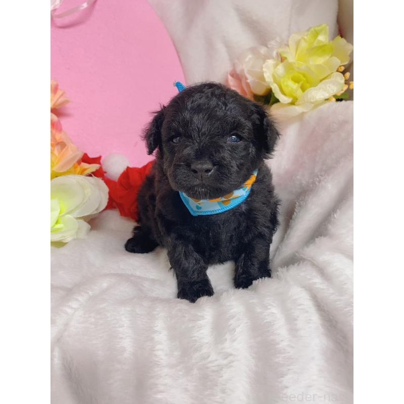 成約済の千葉県のトイプードル-435473の2枚目