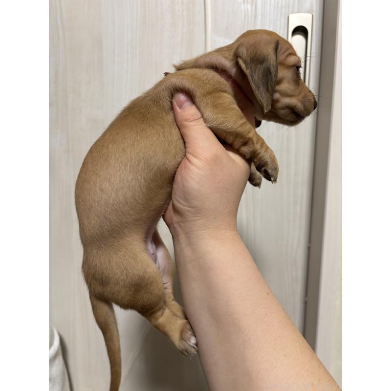 販売中の長野県のミニチュアダックスフンド(スムースヘアード)-437529の2枚目