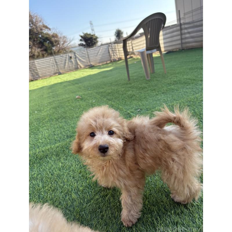 販売中の茨城県のミックス犬-433301の7枚目