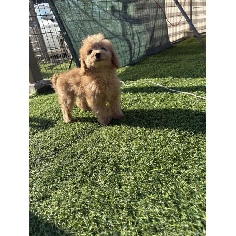 販売中の茨城県のミックス犬-433301の6枚目