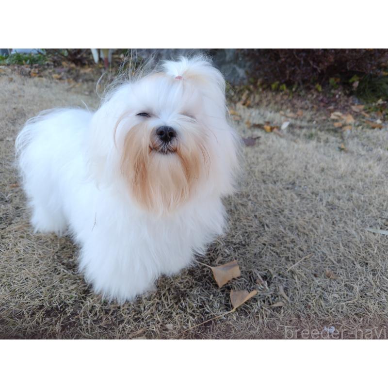 販売中の栃木県のマルチーズ-400540の3枚目