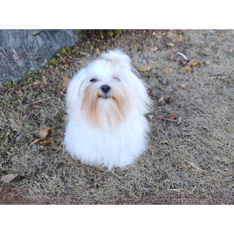 販売中の栃木県のマルチーズ-400540の2枚目