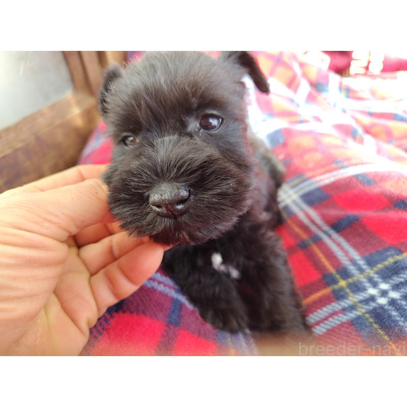 販売中の栃木県のミニチュアシュナウザー-437234の6枚目