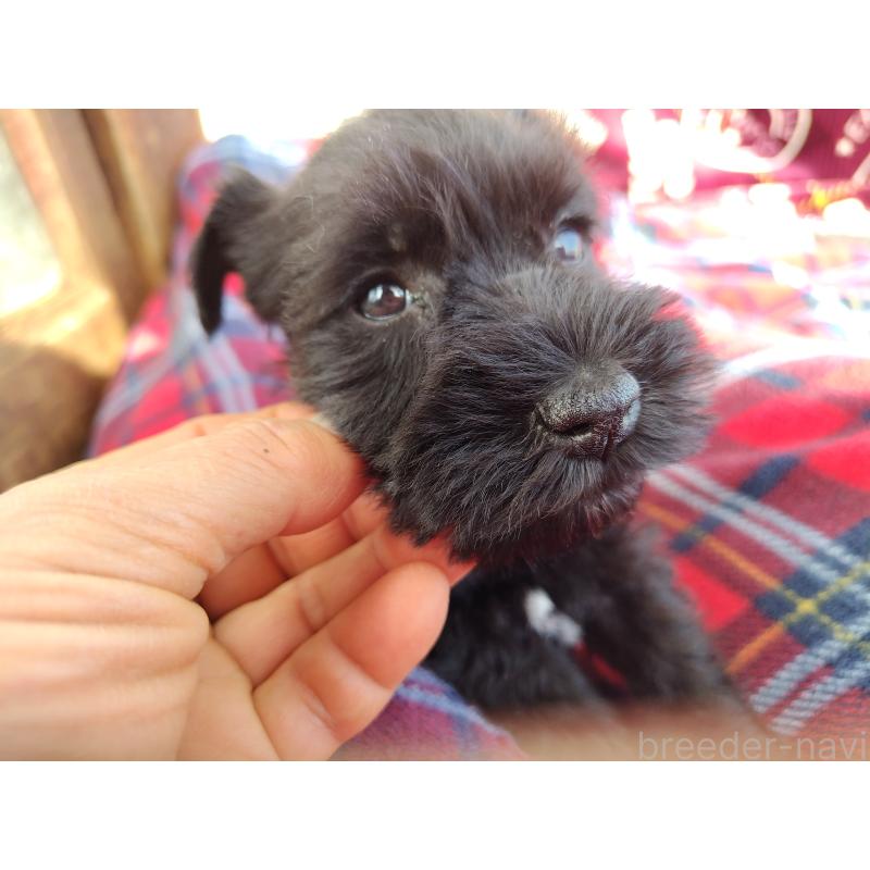 販売中の栃木県のミニチュアシュナウザー-437234の5枚目