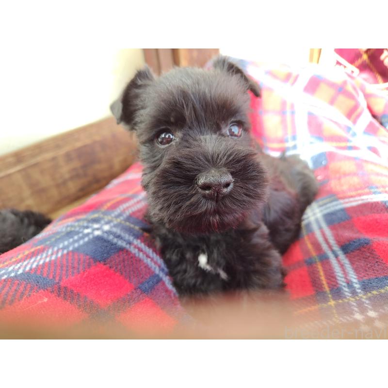 販売中の栃木県のミニチュアシュナウザー-437234の3枚目