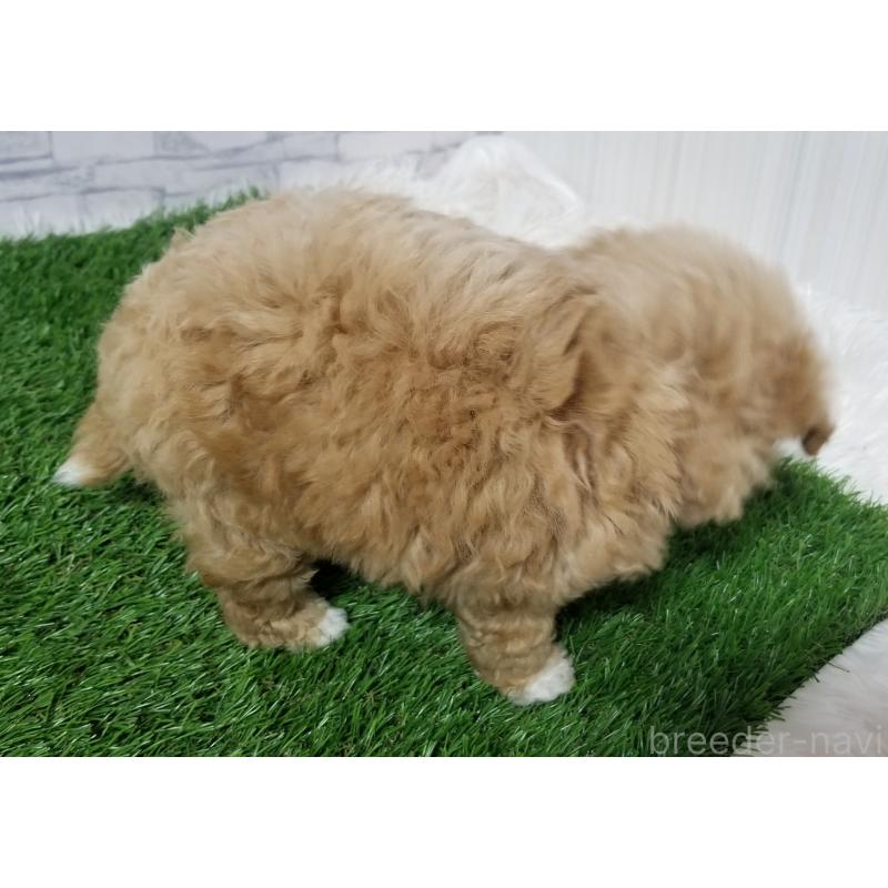 販売中の千葉県のタイニープードル-437232の9枚目