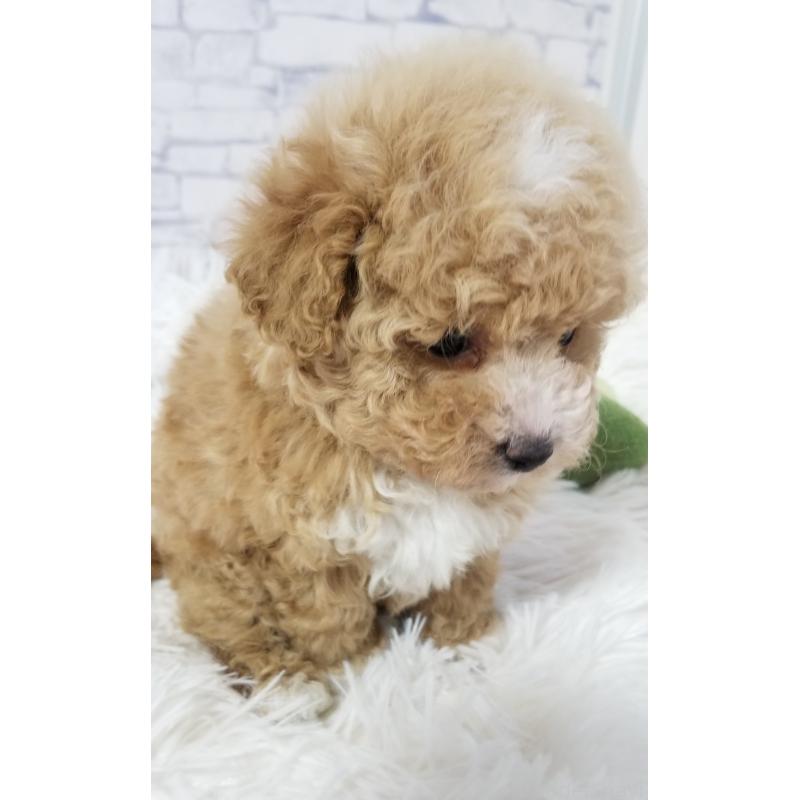 販売中の千葉県のタイニープードル-437232の8枚目