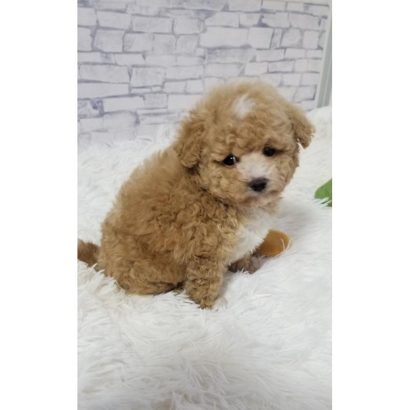 販売中の千葉県のタイニープードル-437232の7枚目