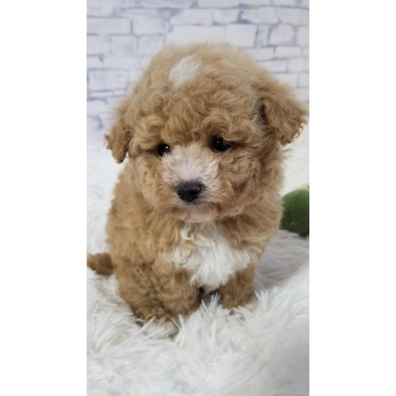 販売中の千葉県のタイニープードル-437232の6枚目