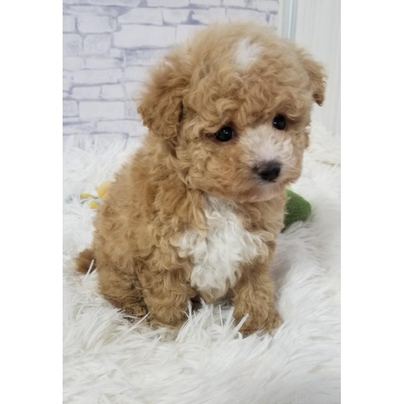 販売中の千葉県のタイニープードル-437232の5枚目