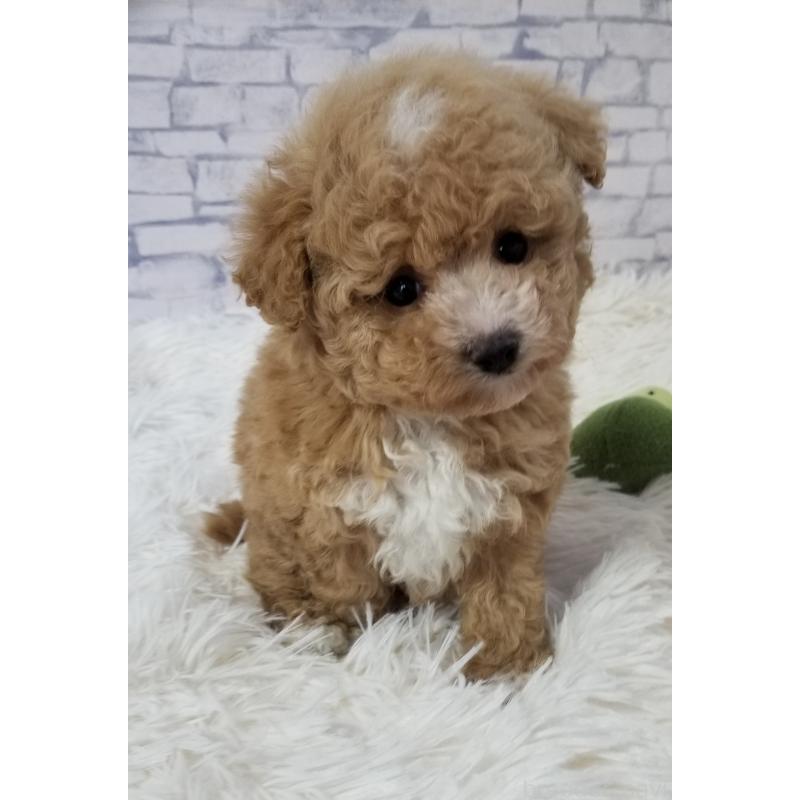 販売中の千葉県のタイニープードル-437232の4枚目