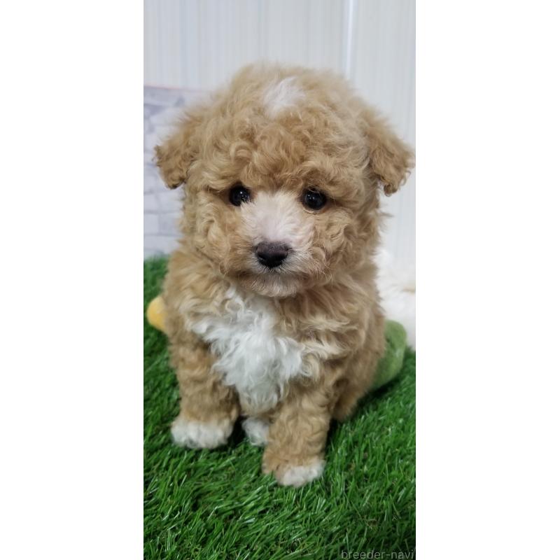 販売中の千葉県のタイニープードル-437232の3枚目
