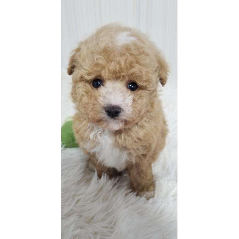 販売中の千葉県のタイニープードル-437232の2枚目