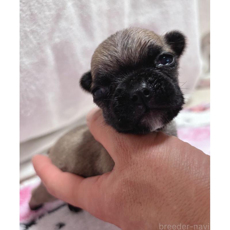 販売中の三重県のフレンチブルドッグ-437233