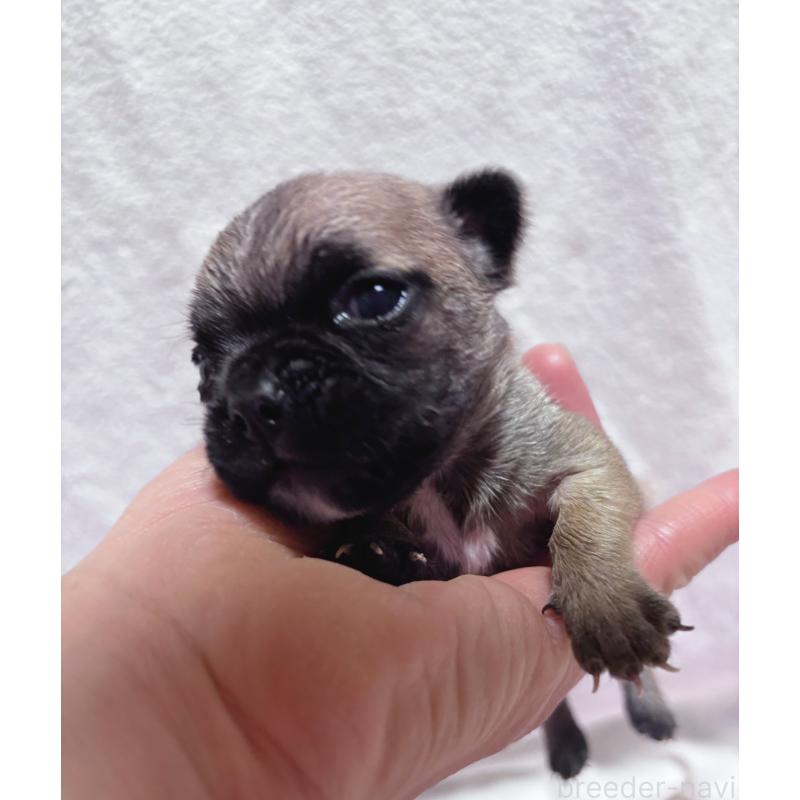 販売中の三重県のフレンチブルドッグ-437233の4枚目