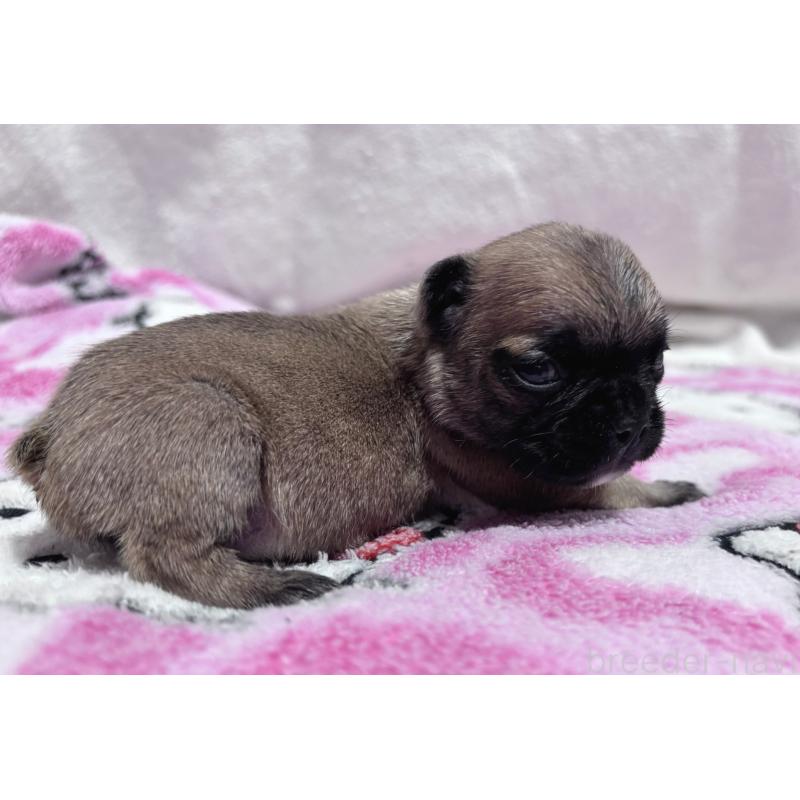 販売中の三重県のフレンチブルドッグ-437233の3枚目