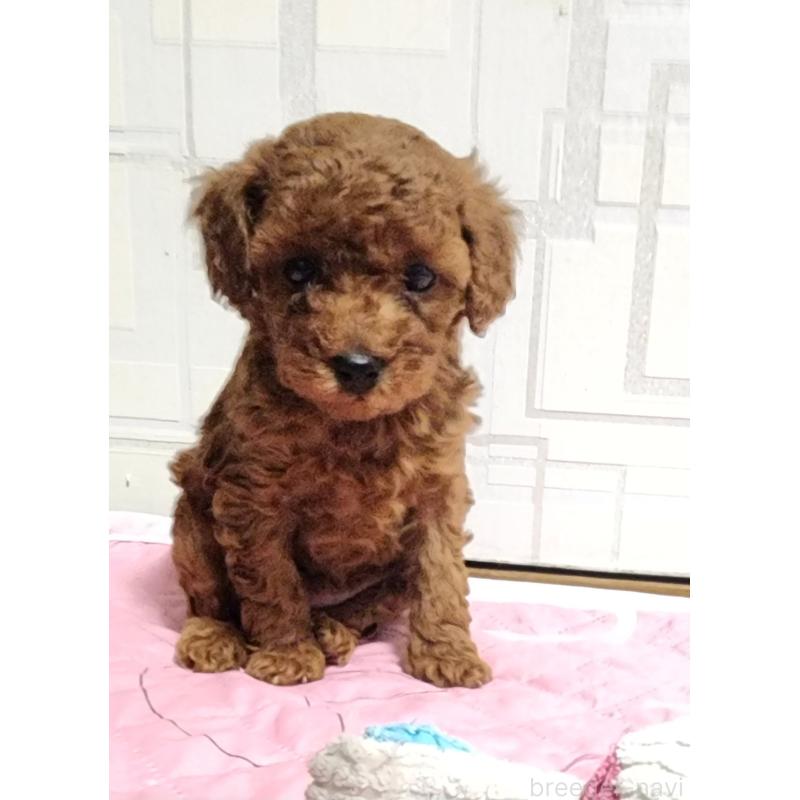 販売中の愛知県のトイプードル-433887の3枚目