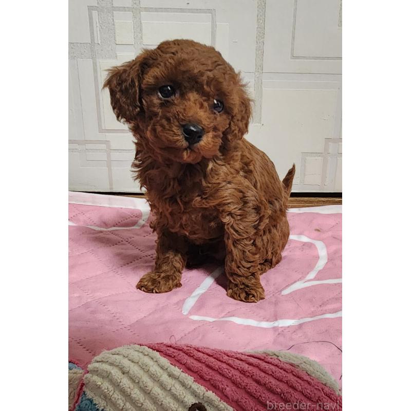 販売中の愛知県のトイプードル-433887の2枚目