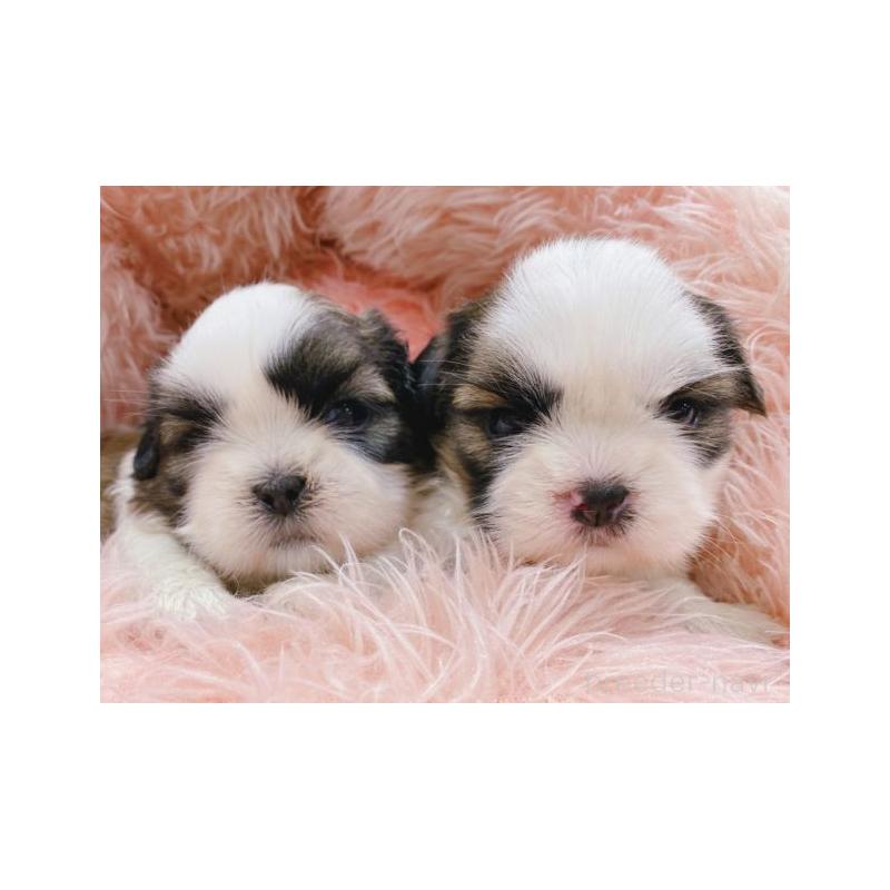 販売中の新潟県のシーズー-437235の2枚目