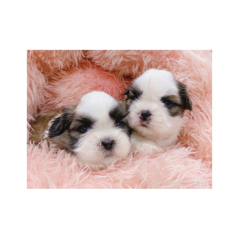 販売中の新潟県のシーズー-437235の3枚目